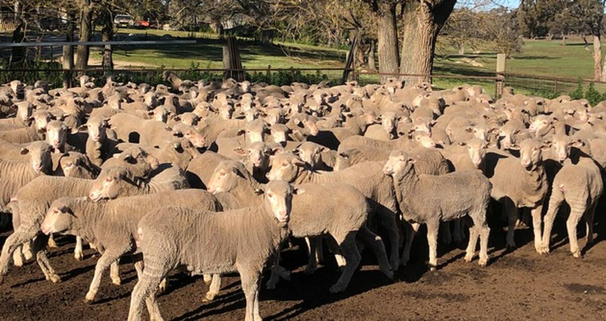 HEAVY CUTTERS: Peter and Lianne Whittaker's 10-month-old Merino wethers. They are shorn and then sold six weeks later on AuctionsPlus.