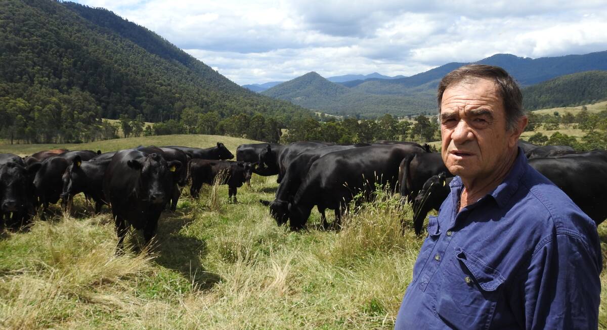 Ken Heywood, Bowmans Forest, Vic, lets his breeders get back to nature, grazing in the high country all year round. Photos by Ross Heywood.