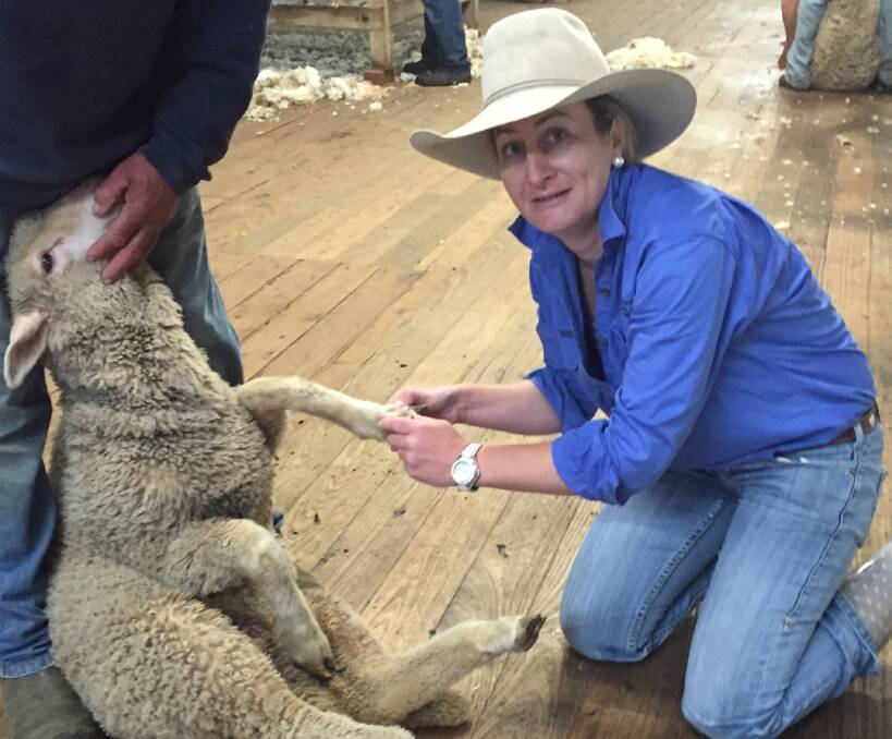 Central West Local Land Services team leader of animal biosecurity and welfare, Dr Jillian Kelly, is hard at work checking for footrot after an outbreak was discovered in the north west region of the Central West.