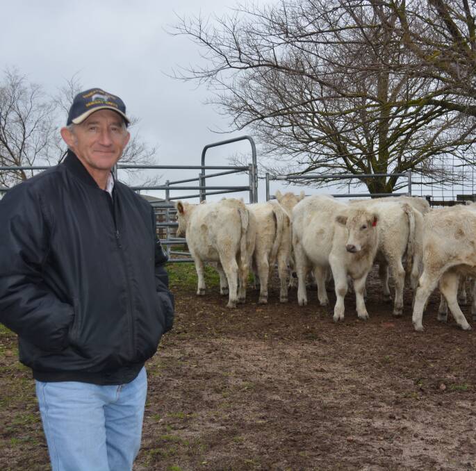 Murray Grey breeder Grahame Edgell, "Somerton Park", Sodwalls, near Lithgow, uses Charolais bulls to bring extra muscle to his steers.