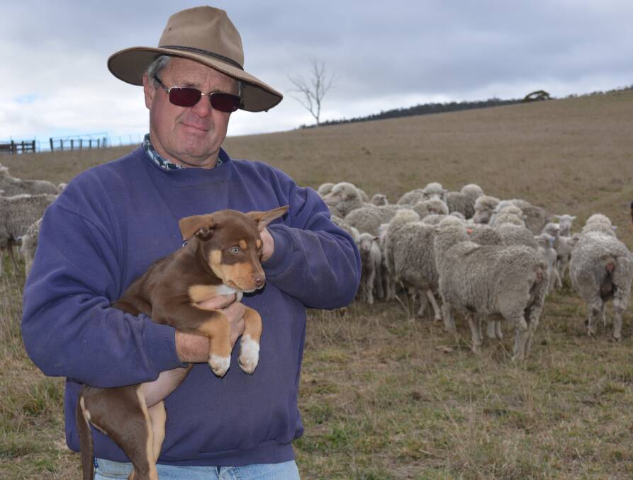 Peter Moore, "Blink Bonnie", Tarana, with his Kelpie pup Chloe, grows fine to medium wool Merinos and says taking care of his Merino ewes after lambing is crucial to keep up milk production.