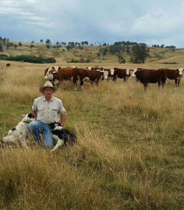 Nick Street, "Bendoc", Tumbarumba, with his Poll Hereford breeders. Mr Street said the Poll Hereford breed has a calm temperament, is very fertile and has great feed conversion potential.