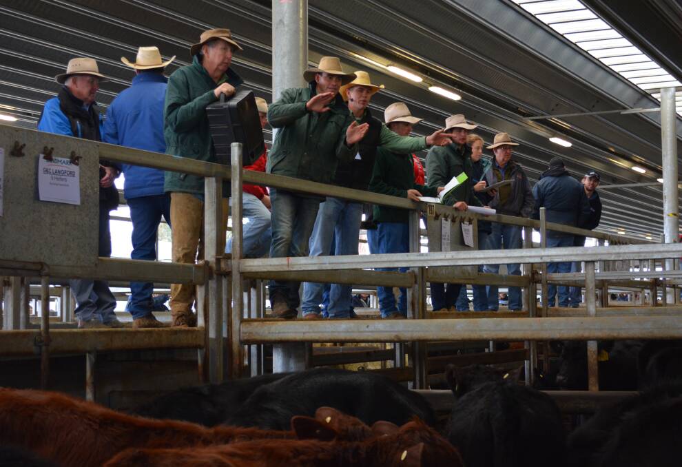 Agents from Landmark Bathurst hard at work selling heifers at today's store sale at Carcoar.