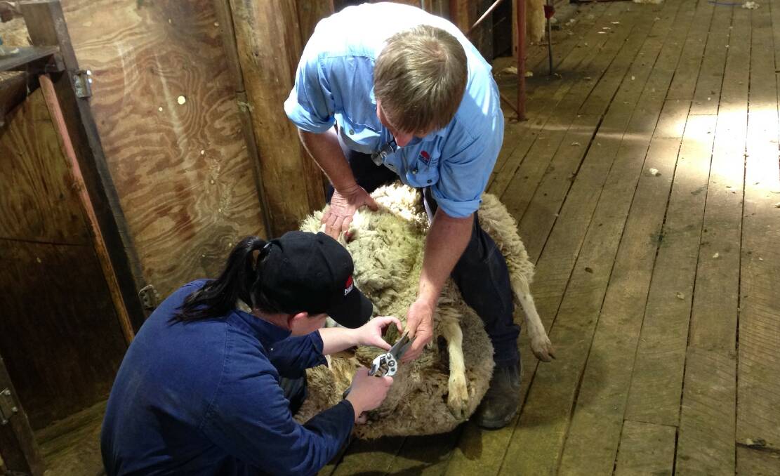 Central Tablelands Local Land Services vets check sheep for virulent footrot after six properties were quarantined with the disease.