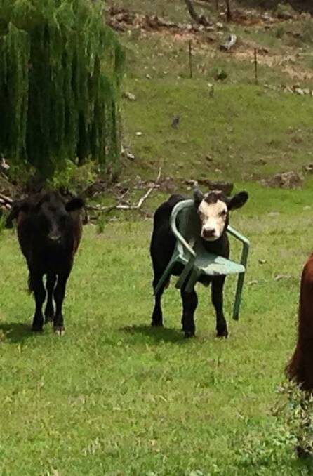 A calf near Bathurst finds itself stuck in plastic chair.