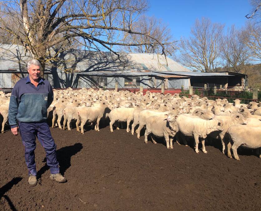 WEIGHT BOOM: Peter Whittaker, with his wife Lianne, Oaklands, Gunning, have focused on breeding plain-bodied, heavier Merinos with better wool condition for the past 12 years. They have now nearly doubled their fleece weight.
