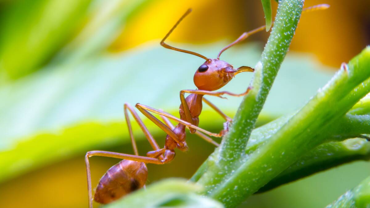 Red fire ants. Photo: shutterstock.com