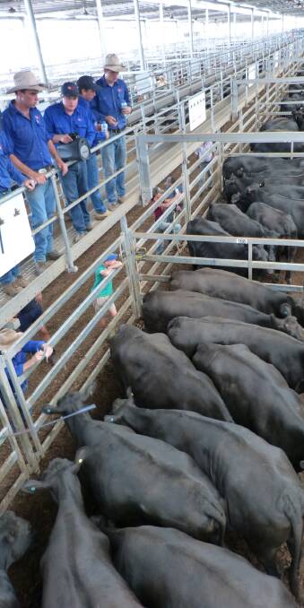 The Corcoran Parker selling team auctioning some of the Angus-Friesian heifers P&V Hourigan sold at Wodonga in the F1 female sale, last Wednesday from to $3000.
