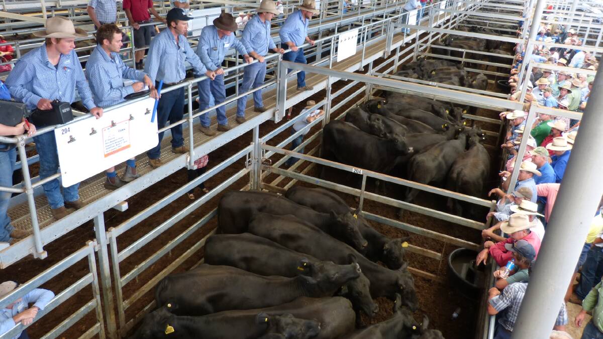 Guest auctioneer for Rodwells-Peter Ruaro, Wodonga, sells some of the 400 Angus heifers and cows from the herd dispersal of Preswon P/L, Thursday. A large crowded included a volume buyer from Bathurst.