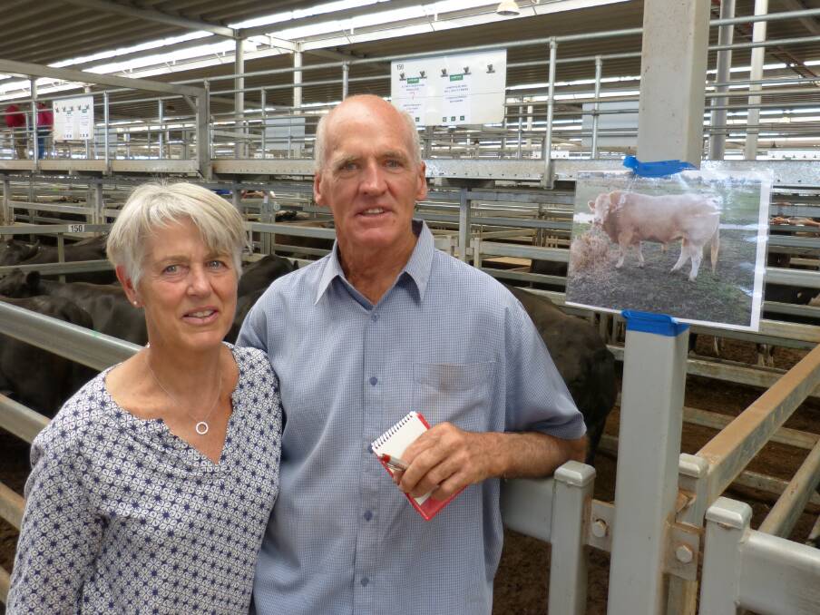 Bill and Louise Stafford farm at Benalla. They offered Angus-Friesian heifers, 2.5 years, PTIC to this Blonde D'Aquataine bull. Their heifers sold from $1950-$2050.