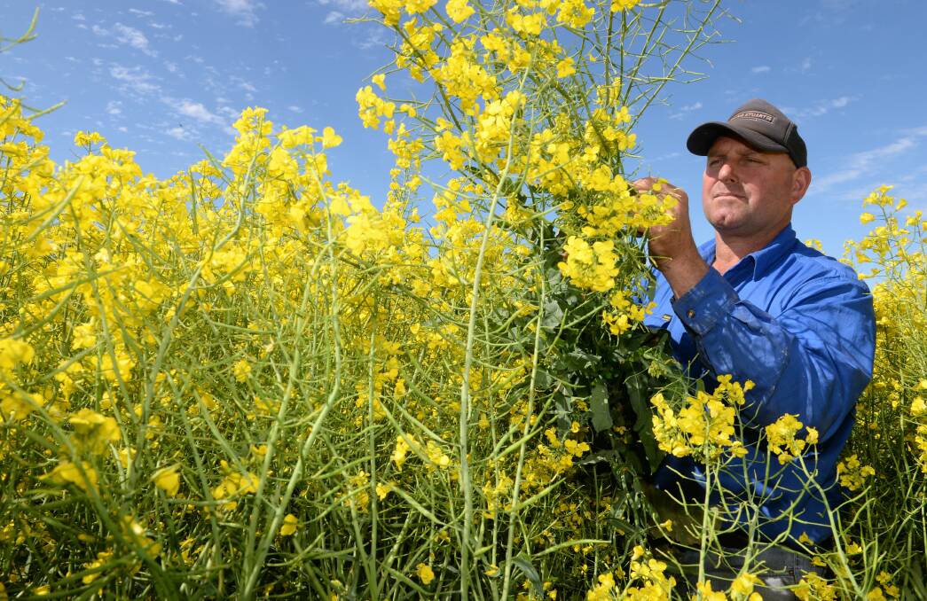 Canola producer, Ian Johnston, "Oranmore", Dunedoo, with his September 2016 planted canola crop out in flower. Mr Johnston is hoping for more rain.