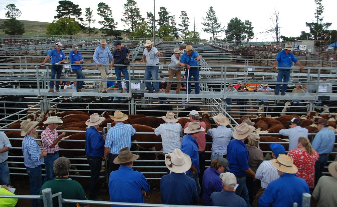 3421 mixed cattle were sold at the 7th annual Autumn Weaner sale in Cooma last Thursday. 
