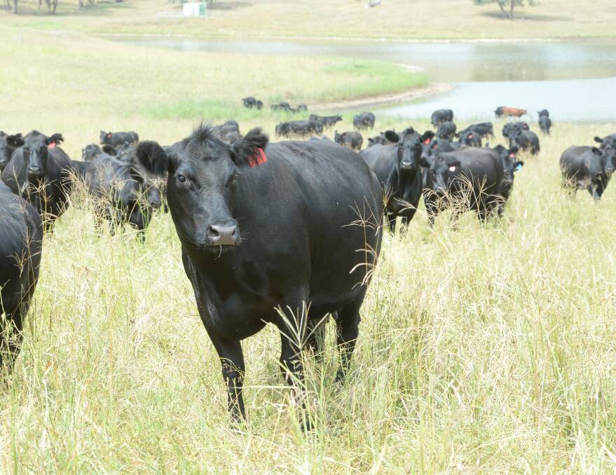 Adding Wagyu to your dairy herd will be the hot topic at the 2017 Wagyu industry conference. 