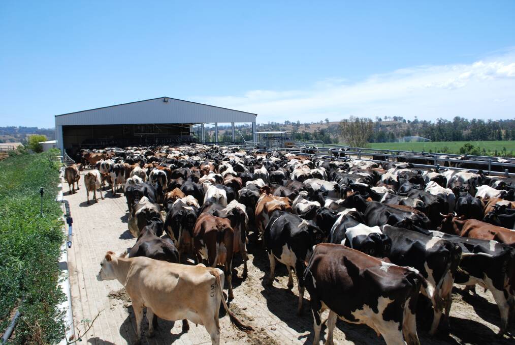 Dairy cattle make their way to the new dairy on "Yarranung" for the afternoon milking. 