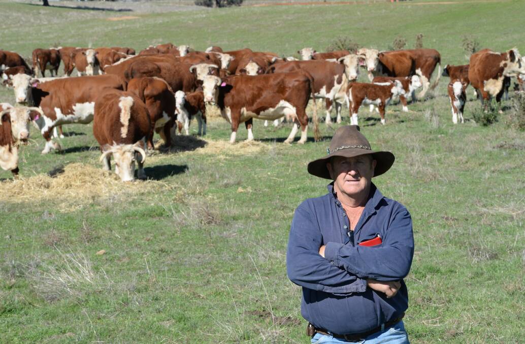 Yaven Pastoral Company manager Paul Turner, Adelong. Mr Turner believes you simply can't go past Herefords for breeding cattle.