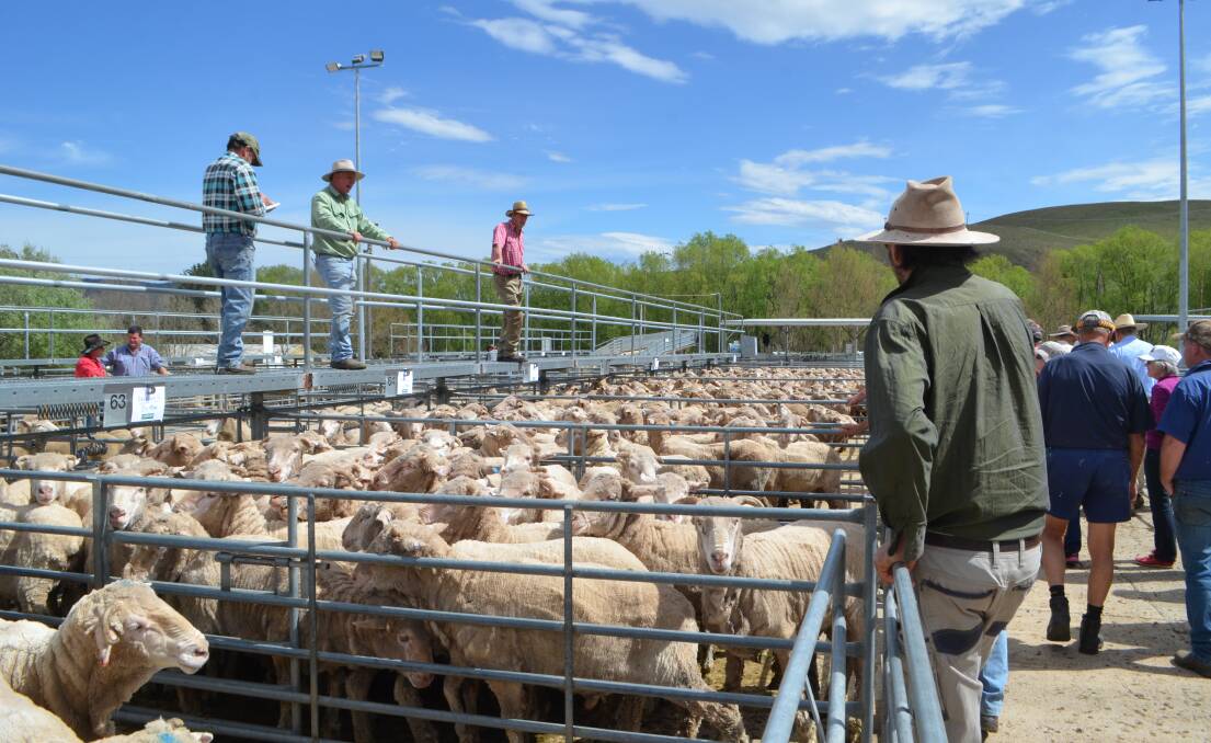 There were strong prices for lambs and good quality older sheep at Cooma on Tuesday.