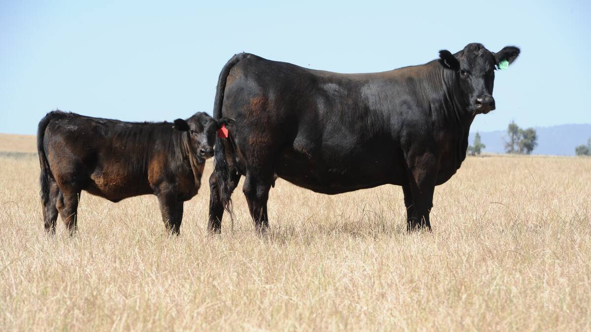 At "Bonnie Doon" a mixture of livestock and a small portion of cropping has created a strong demand from local and out of state repeat buyers for their cattle. 