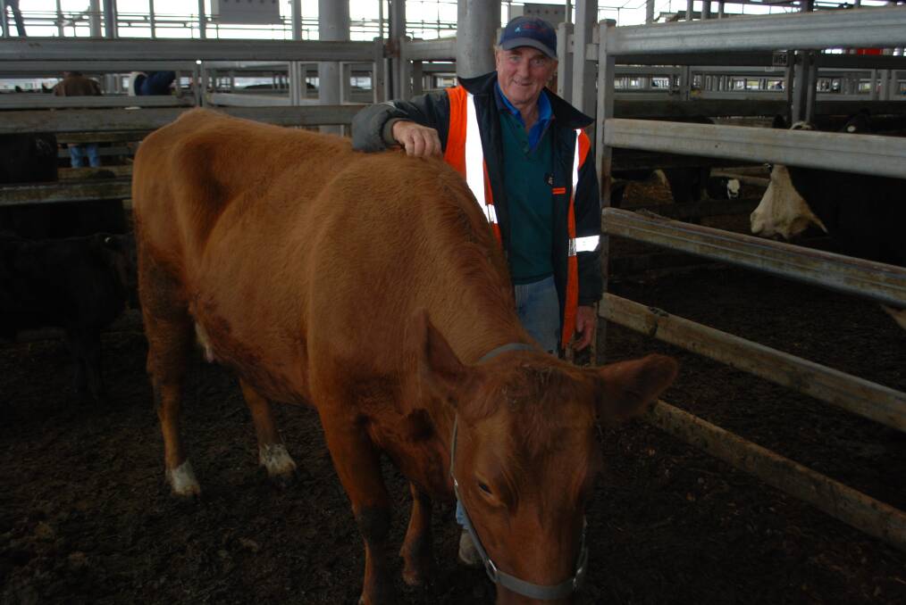 Phil Kelly, Beechworth, Victoria, with his house cow with calf sold for $2100.