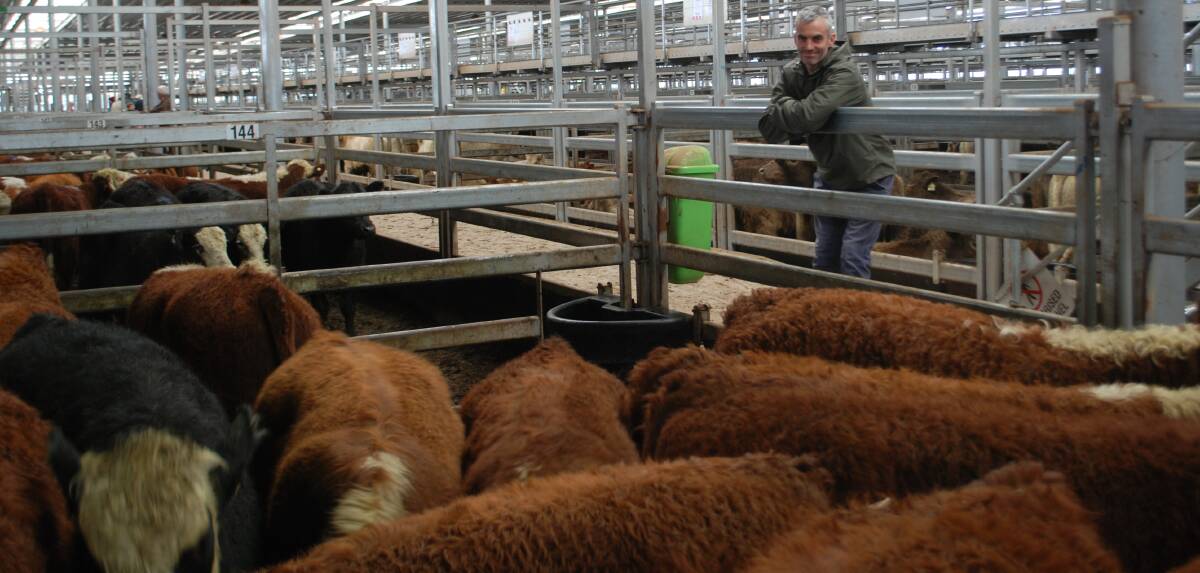Ben Teek, “Stonroy”, Noorongong, sold 17 Hereford steers of Wirruna blood for $1230 at the Wodonga store cattle sale last Thursday.
