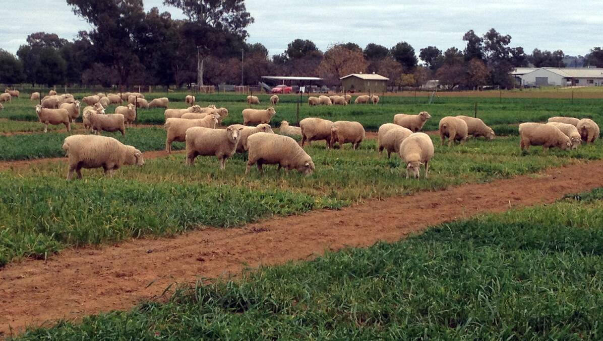 Sheep grazing the dual-purpose crop trial at the NSW DPI Wagga Wagga Agricultural Institute.