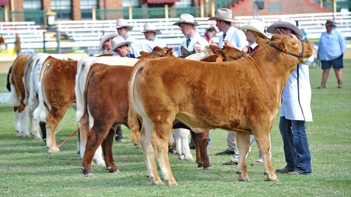 The RNA beef committee has announced that entries are now open for the Ekka led steer competition. 