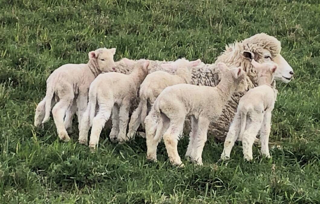 The ewe pictured with the five surviving lambs. Photo: Richard Brien 