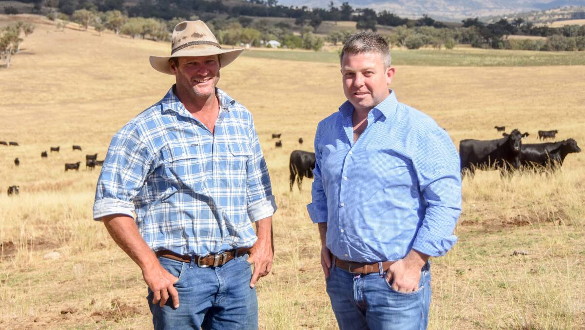 Colly Creek Pastoral Company manager James Thibault with Hanna Group's Sam Hanna and some of their Angus cattle used for their dry age supply chain. Pictures: Lucy Kinbacher