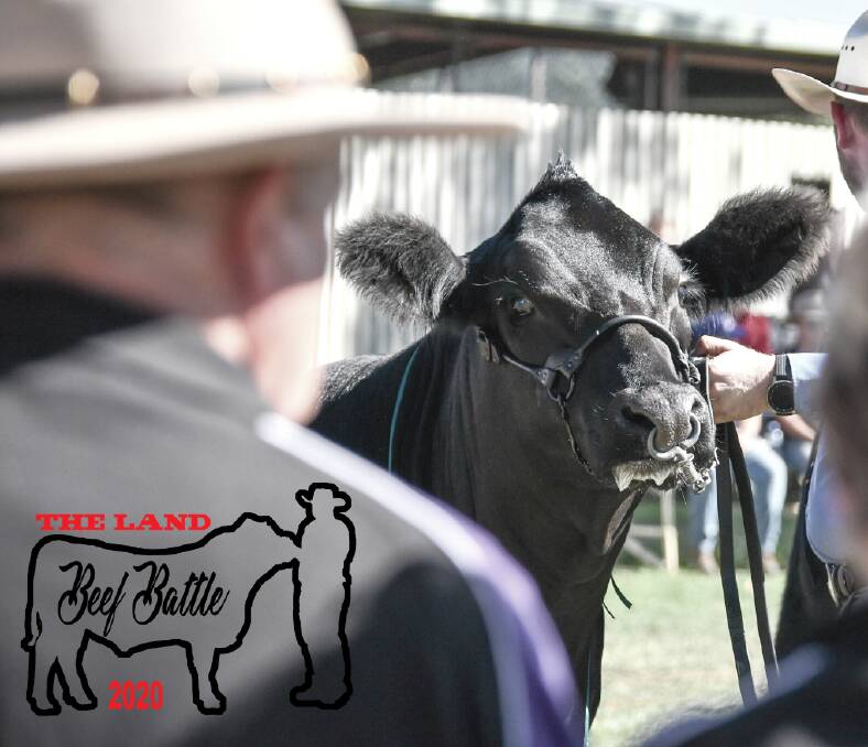 With 841 stud beef cattle nominated for the Sydney Royal Show, The Land's 2020 Beef Battle offers an online platform to showcase prepared animals.