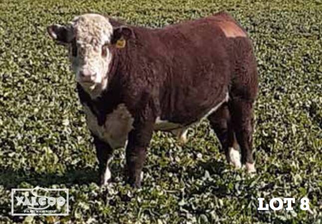 The $20,000 top price bull. Photo: Yalgoo Genetics 