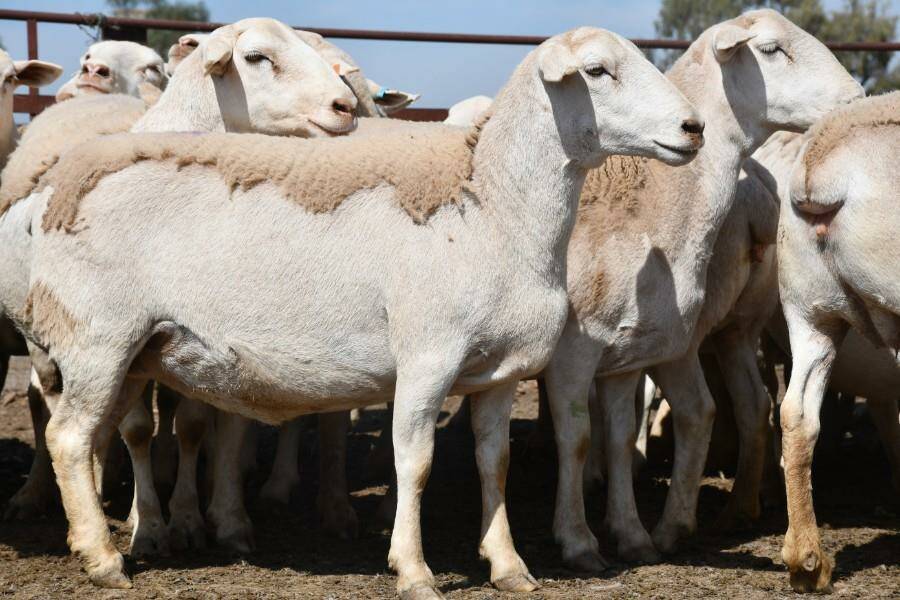 The Nyngan ewes worth record $420/hd