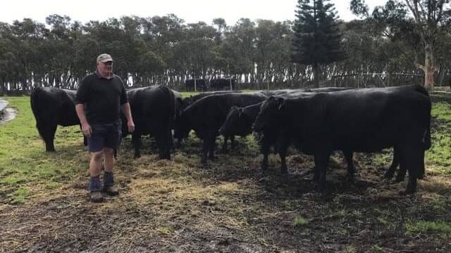 Fifth generation producer Barry Shearman paid $4000/head for commercial females recently. Photos: Supplied 