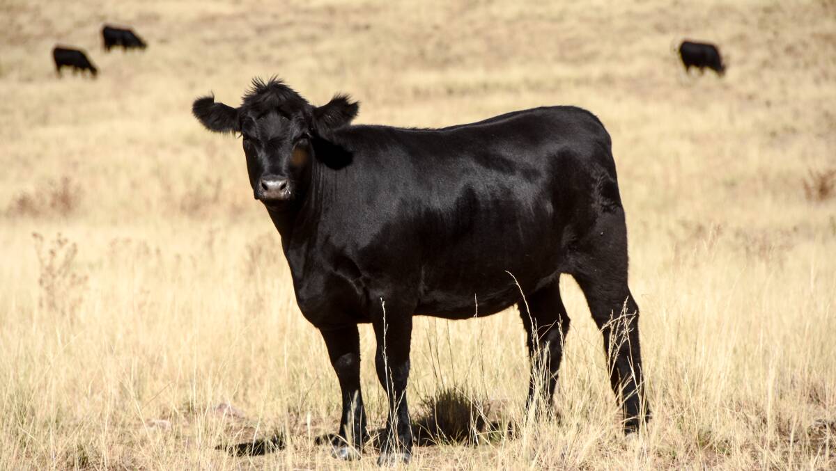 Colly Creek currently runs about 600 Angus breeders.