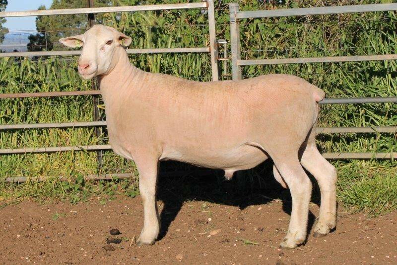 Craig and Kate French of Westella White Suffolk stud at Wongarbon paid the top money for this ram. 