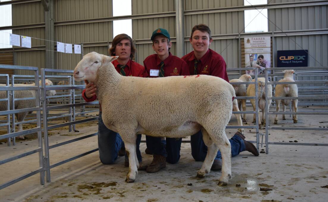 Farrer students Lachlan Smith, Billy Swain and Robert Whippell with the top price ram, Farrer 180177, who was purchased by Anden White Suffolks, Victoria. Photo: Supplied