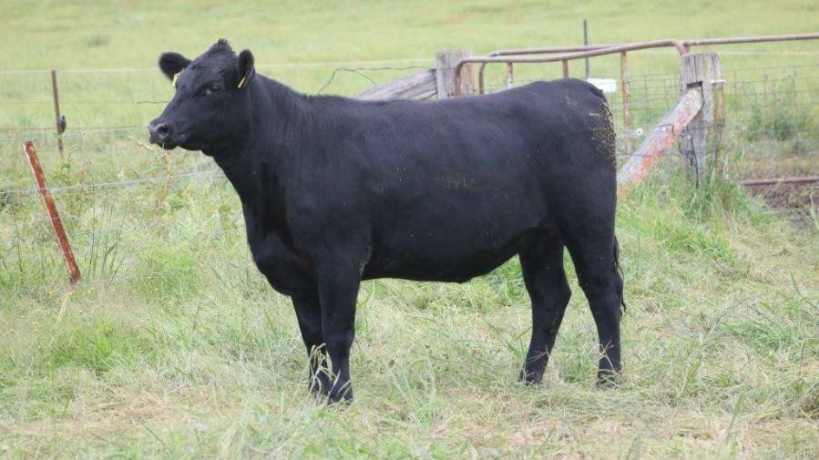 The top price female was Murray Twinhearts P7 who sold for $17,500 to Gates Performance Genetics. Photo: AuctionsPlus