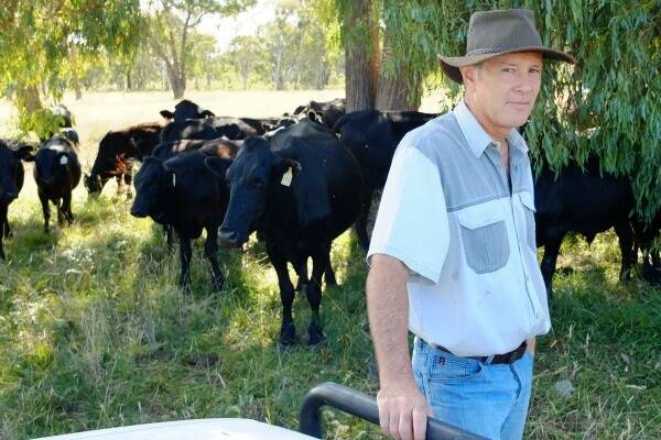 Louis Willemse with his Drakensberger cattle in 2013. 