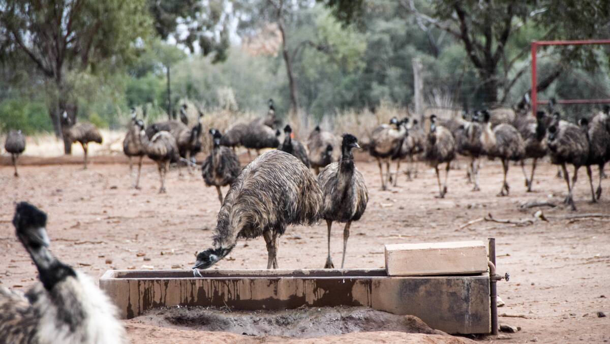 The emus are fed grain supplements, however this year has been particularly difficult to source feed given the dry conditions. 