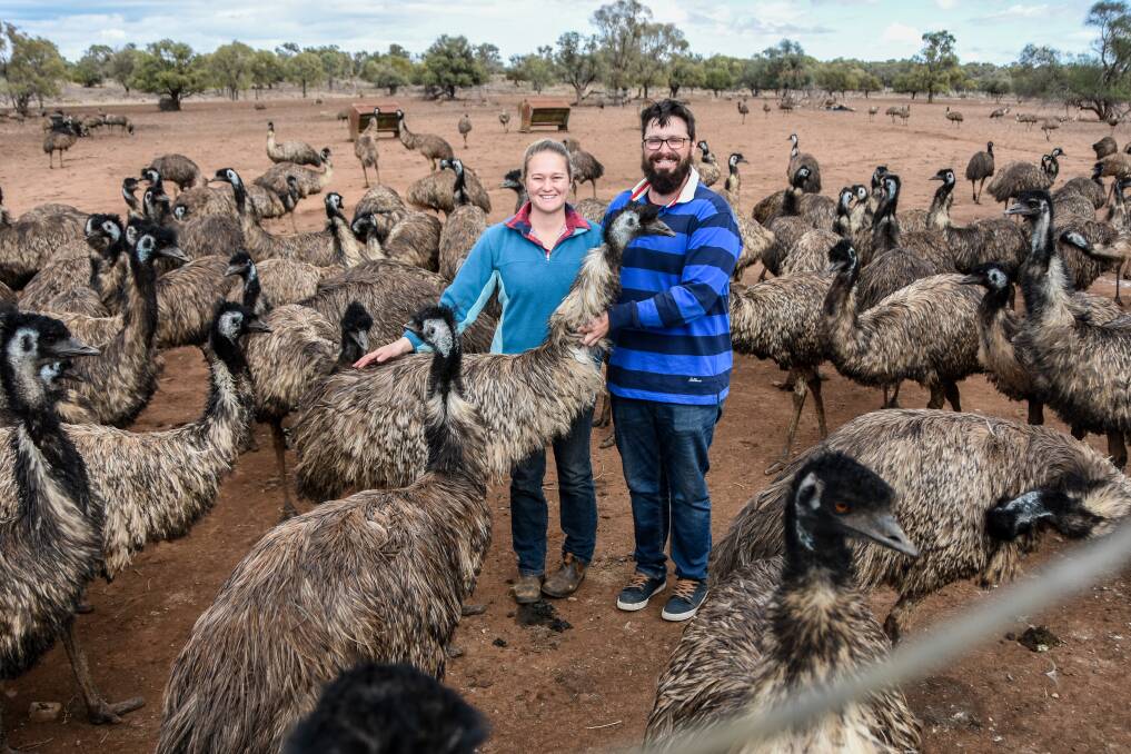 Nicole and Dan Harte, Macanbar, Tooraweenah, with some of their emus. Pictures: Lucy Kinbacher