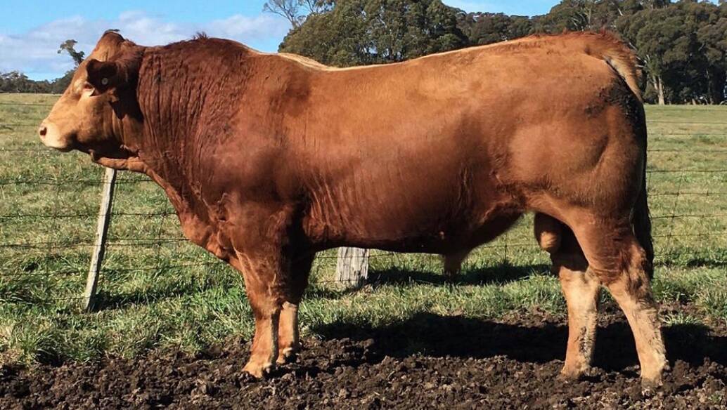 A top price of $8000 was paid twice; first for Birubi Pacemaker P103 from Newday and Calderwood studs to the Nixon family, Avondale, Blayney. 