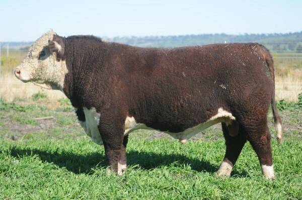 The top price of $9000 for Dalkeith Prince P041 sold to a Nutrien Ag Solutions Coonamble client. Photo: Dalkeith Hereford stud 