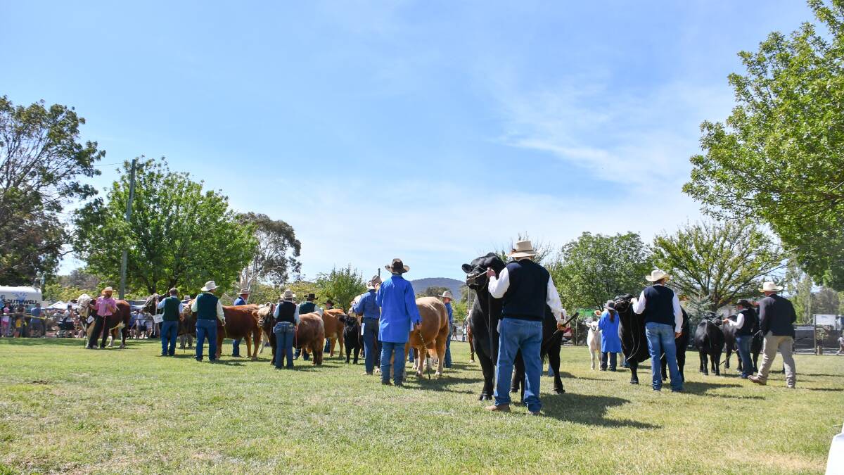 Is this the revival of cattle at Canberra Show?