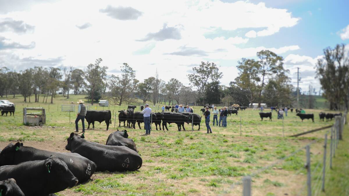 From six-week-old weaners to $40,000 top sellers