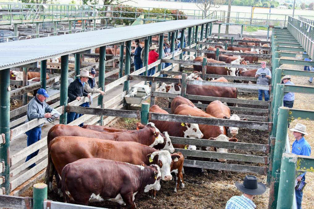 The cattle were trucked from the property at Little Plain, west of Inverell, to the Glen Innes saleyards. 