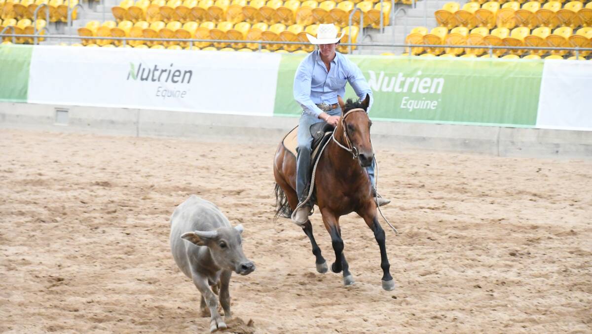 The entire Nutrien Classic requires about 3500 head of cattle, with about 1300 of those used for pre-work and sale demonstrations alone.