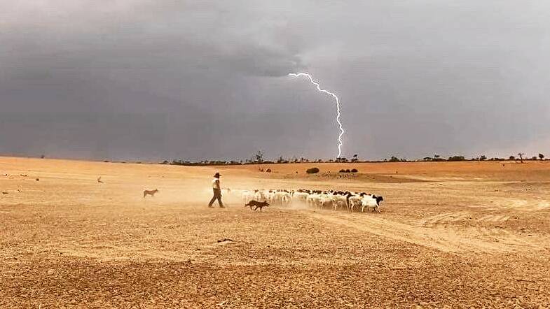 Ben Crozier of Wilcannia trying to beat a storm with a mob of Dorpers. Photos: Supplied