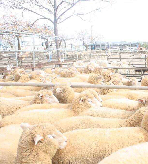 These lovely heavy lambs sold for $349 a head at Dubbo prime sale last month.