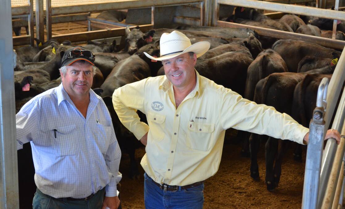 Mark Stonestreet, “Mindaribba”, Newbridge, and his agent Ben Emms, Ray White Emms Mooney, Blayney, sold 290 August/September-drop steers and heifers at the CTLX, Carcoar, store sale on Friday. The steers topped at $980.