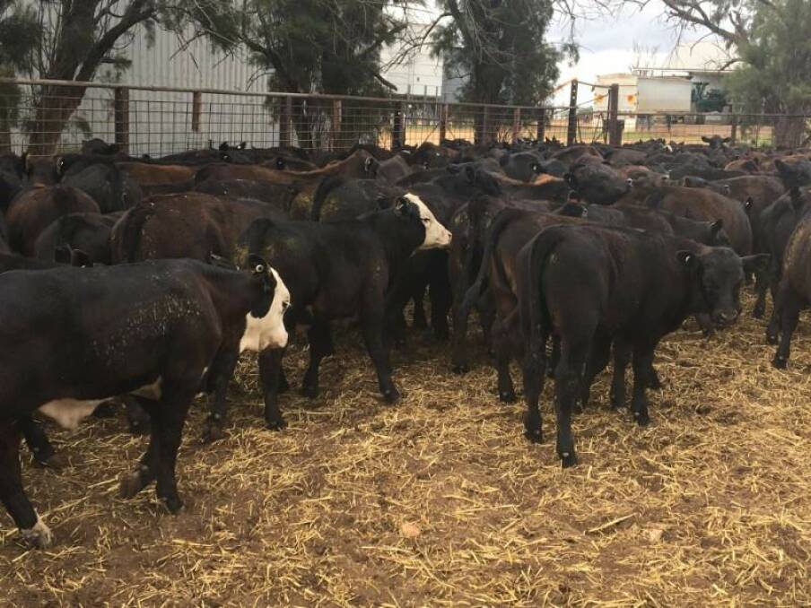 Angus and Angus-cross steers sold by AL and ED Uebergang Partnership, North Star, hit 705c/kg on AuctionsPlus last Friday. 
