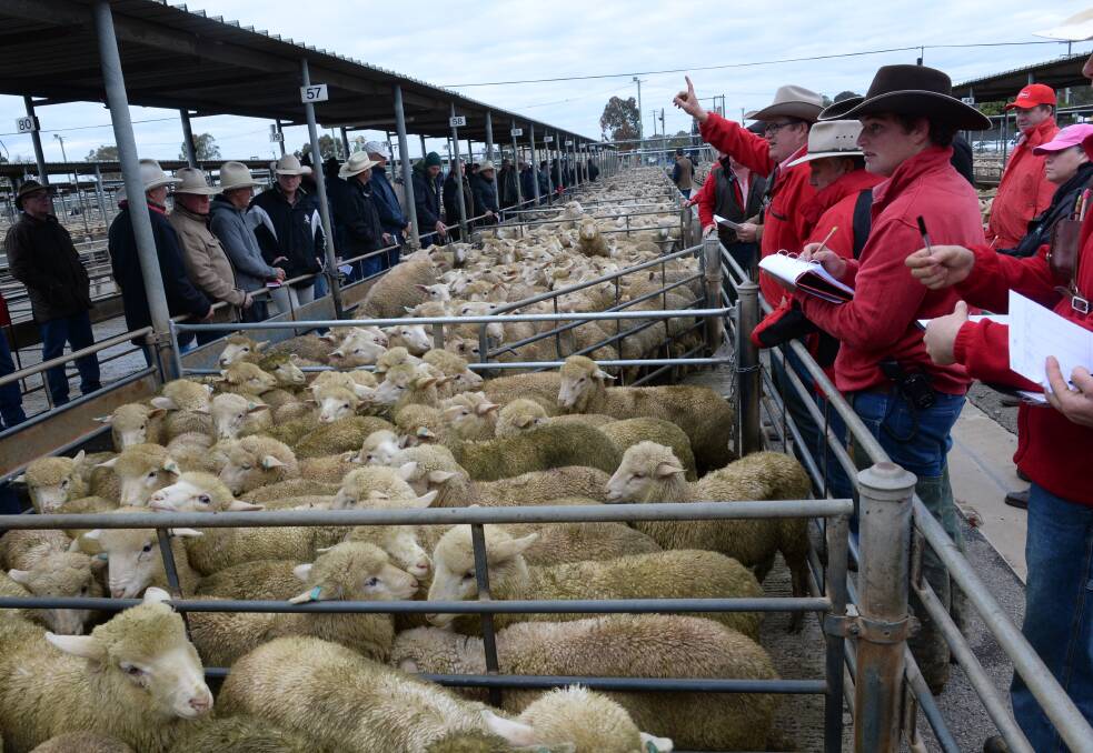 MLA predict the spring flush of lambs will inevitably place downward pressure on the market, especially if large numbers of NSW and Victorian lambs collide in equal masses.