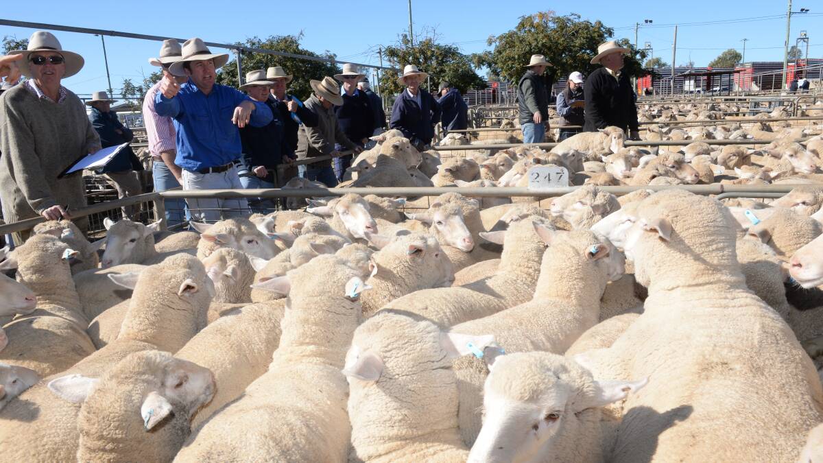 Selling action during the Dubbo prime lamb sale on Monday where all lambs were dearer.